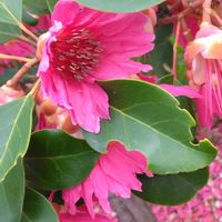 ウラシマソウ,シャクナゲモドキ,モミジイチゴ,ロドレイア　ヘンリー,初めての花♡の画像