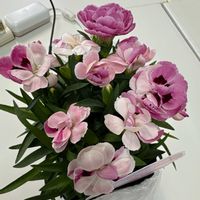 カーネーション,庭の画像