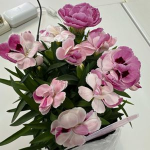 カーネーション,庭の画像