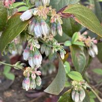 スミレ,ブルーベリー,ムラサキケマン,タンポポ,ヒメコバンソウ（姫小判草）の画像