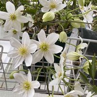 いつもありがとう♡,癒し…♡,おうち園芸,ベランダの画像