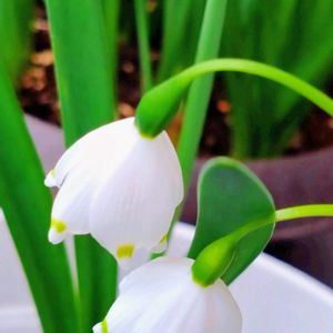 スノーフレーク,ベランダガーデニング,今日のお花,マンションの花壇,おしゃれな土曜日♪の画像