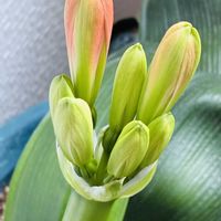 クンシラン,パイナップルリリー,ルピナス,種から,#カーメン君の画像