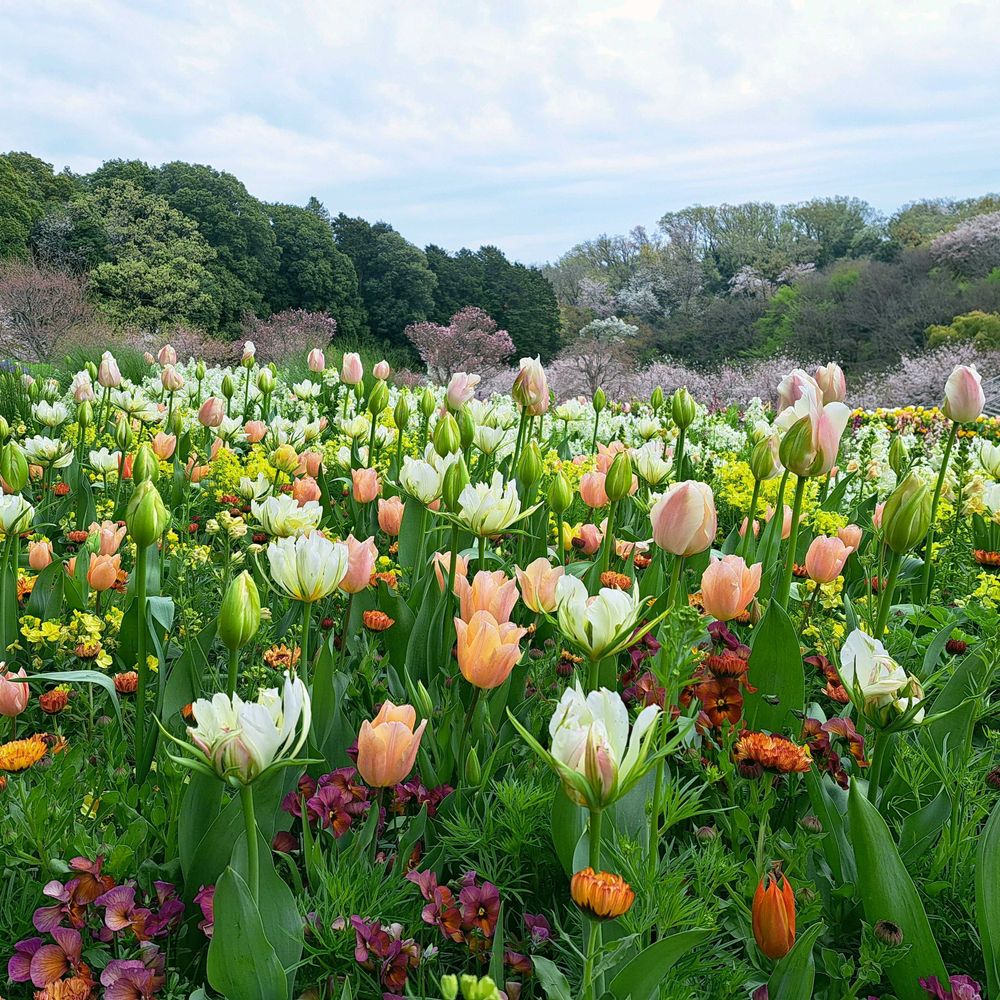 エリィさんの里山ガーデン（大花壇）への投稿