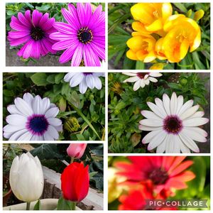 チューリップ,フリージア,オステオスペルマム,花のある暮らし,無農薬❤家庭菜園の画像