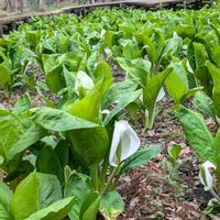 カタクリ,ミズバショウ,リュウキンカ,花のある暮らし,お出かけ先での画像