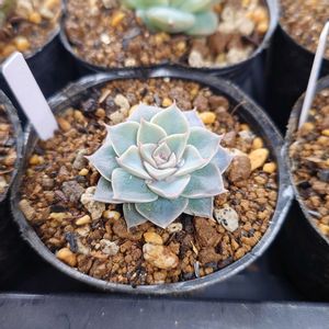 多肉植物,エケベリア属,実生,交配種,多肉大好きの画像