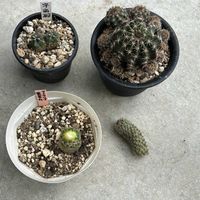 サボテン,ポーチュラカ,モロキニエンシス,宇宙殿,ロビビアの画像