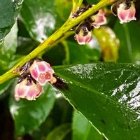 ヒサカキ,実家周辺,いいねをありがとうございます¨̮♡︎,GSのみなさんに感謝♡︎ʾʾの画像