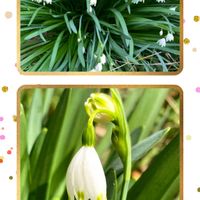 今日のお花,超古民家と庭,里地里山,おうち園芸,I♡Chibaの画像