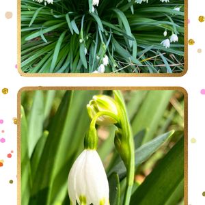 今日のお花,超古民家と庭,里地里山,おうち園芸,I♡Chibaの画像