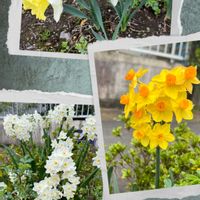 アメリカフウロ,キュウリグサ,ニワザクラ,お花いろいろ,春の花の画像