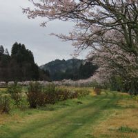 オオイヌノフグリ,オドリコソウ,ホトケノザ,ホトケノザ,ムスカリの画像