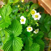 ワイルドストロベリー,鉢植え,庭の画像