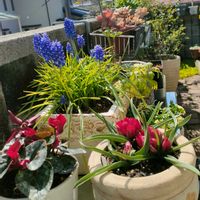 ムスカリ,ガーデンシクラメン,原種チューリップ,原種チューリップテータテート,小さな庭の画像