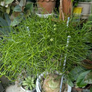 鉢植え,部屋,窓辺の画像