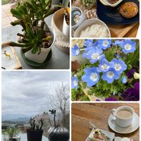 ハナニラ,カタクリ,カタクリ,ゴーラム,サクラの画像