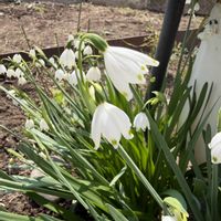 ギボウシ,スノーフレーク,ローズマリー,ユーフォルビア属,多肉植物の画像