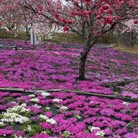 シバザクラ,シバザクラ,ハナモモ,お出かけ先の画像