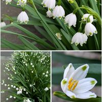 スノーフレーク,お月さま,飛行機雲,今日のお花,神様お願いしますの画像