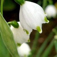 ハナニラ,スイセン,スノーフレーク,利休梅,いつもありがとうの画像