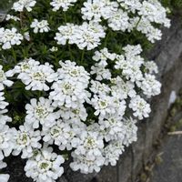 イベリス,ニワウメ,ユスラウメ,お花いろいろ,春の花の画像