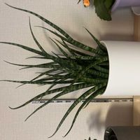 サンスベリアの画像