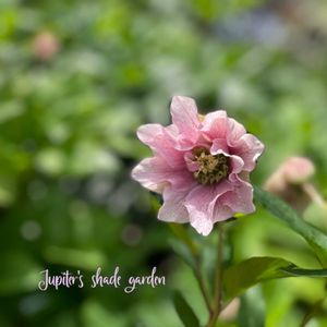 クリスマスローズ,パピエ クリスマスローズ,花郷園,クリスマスローズ  パピエ,ナチュラルガーデンの画像