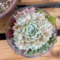 黒松,盆栽,多肉植物,雑木の画像