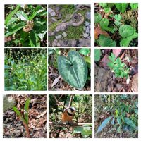 カンアオイ,ヒメウズ,ヤマアイ,山野草,大きい木の画像