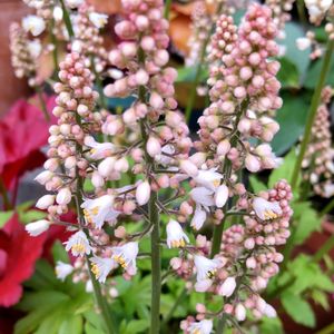 ヒューケラ,ヒューケラ,ヒューケラ ドルチェ,鉢植え,花のある暮らしの画像