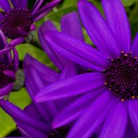 キンギョソウ,ネモフィラ,花のある暮らし,花が好き,癒しのひと時の画像