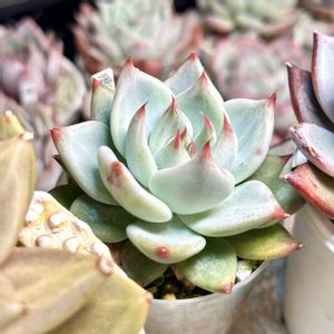 成長記録 コロラータゼリー,エケベリア コロラータゼリー,神奈川タニラー,多肉男子,多肉植物園ナイト営業中✩.*˚の画像