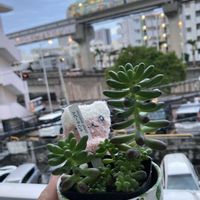 ベランダー,多肉女子,GS植物うちなーぐち会,シーサー祭,まつぴよさんｿｯｸｽﾌｧﾐﾘｰ♥️の画像