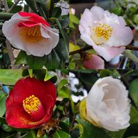 ひろしの四季彩々・・・！,お出かけ先にて！,ベランダの画像