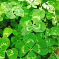 アリッサム,キュウリグサ,クローバー,クローバー,サクラの画像