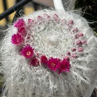 サボテン,サボテン,玉翁殿,可愛い,咲いた！の画像