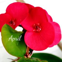 ハナキリン,可愛い,癒し,花のある暮らし,おでかけ先の画像