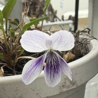 スミレ,ニショクアツバスミレ,二色厚葉菫,可愛い,咲いた！の画像