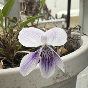 スミレ,ニショクアツバスミレ,二色厚葉菫,可愛い,咲いた！の画像