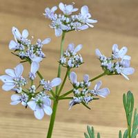 パクチー,パクチーの花の画像