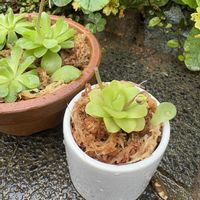 ムシトリスミレ,食中植物,chii*ムシトリスミレの画像