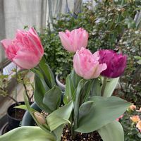 チューリップ,八重咲きチューリップ,デュオチューリップ,葉っぱのある暮らし,強風ベランダの画像
