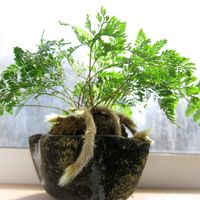 トキワシノブ,ダバリア ラビットフット,北海道,見切り品出身,シダ愛好会の画像