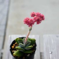 神刀,王妃神刀,王妃神刀,クラッスラの画像