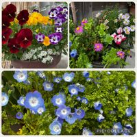 スパラキシス,スパラキシス,チューリップ,ネモフィラ,ルピナスの画像