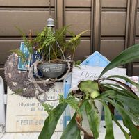 トキワシノブ, コウモリラン ,キュンキュン乙女倶楽部,バラと夢CLUB,あんぱんの日の画像