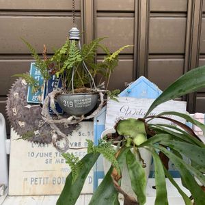 トキワシノブ, コウモリラン ,キュンキュン乙女倶楽部,バラと夢CLUB,あんぱんの日の画像