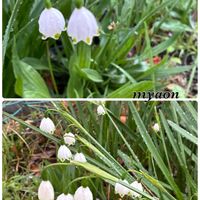 スノーフレーク,カンアオイ,スノーフレーク(スズランスイセン),花のある暮らし,カンアオイ類の画像