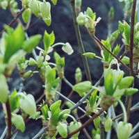 アリッサム,ドウダンツツジ,ムスカリ,山モミジ,山モミジの画像